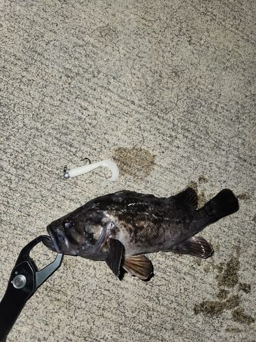 クロソイの釣果