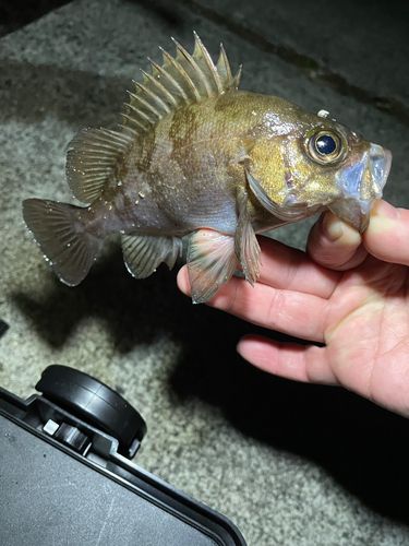 メバルの釣果