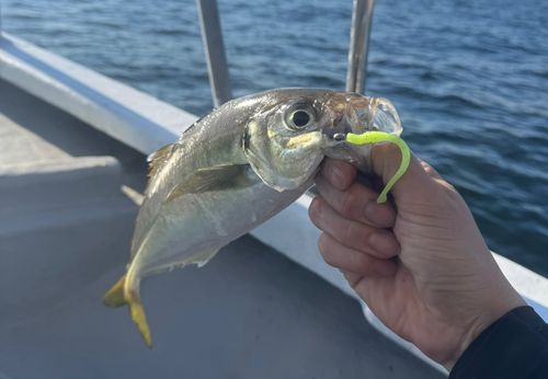 神戸空港親水護岸