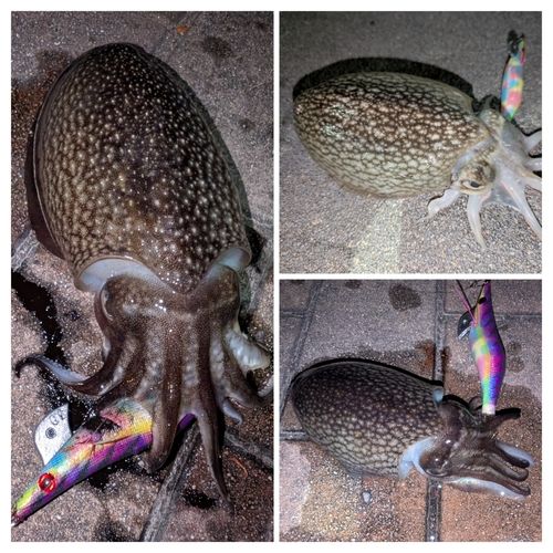 シリヤケイカの釣果