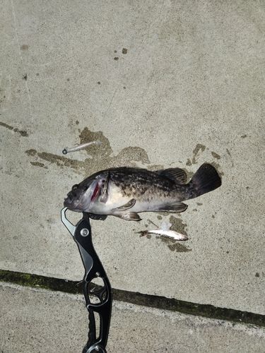 三陸海岸（青森）