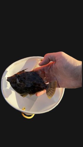 カワハギの釣果