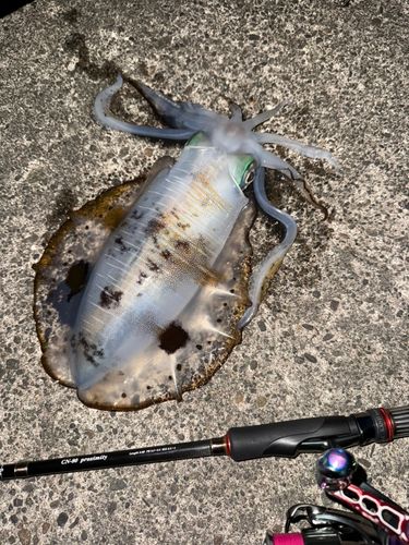アオリイカの釣果