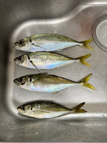 マアジの釣果