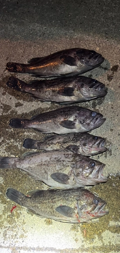 クロソイの釣果