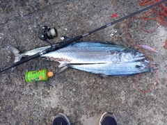 サワラの釣果
