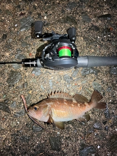 エゾメバルの釣果