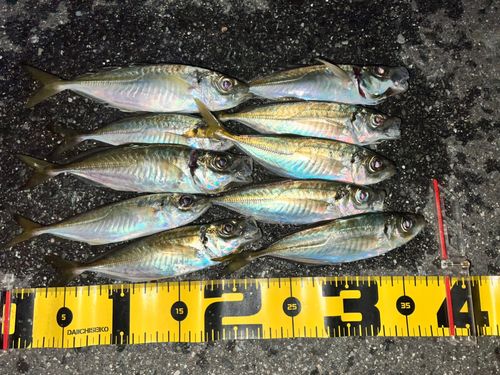 アジの釣果