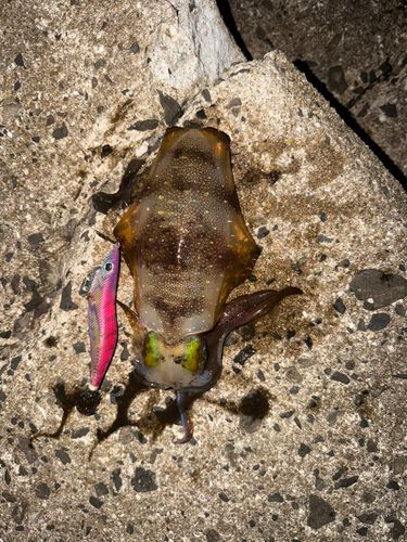 アオリイカの釣果