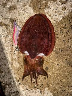 コウイカの釣果