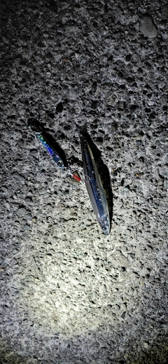 トウゴロウイワシの釣果