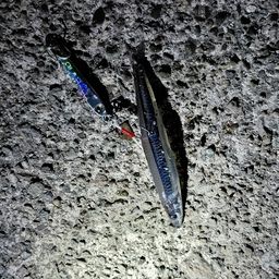 トウゴロウイワシ