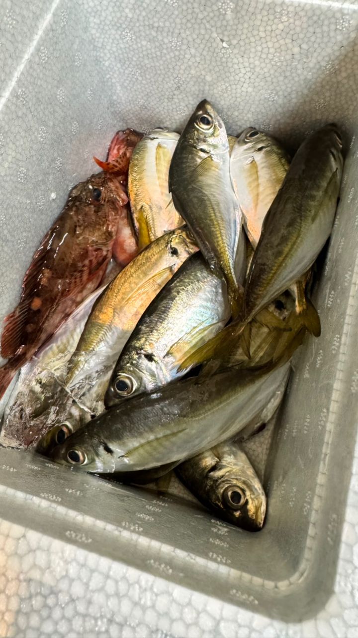 シュシュ is a penさんの釣果 1枚目の画像