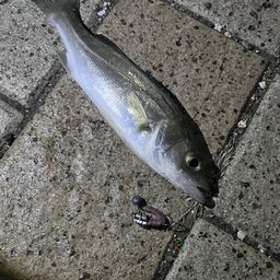 セイゴ（マルスズキ）