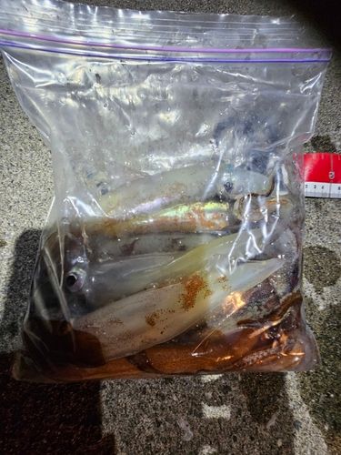 イカの釣果
