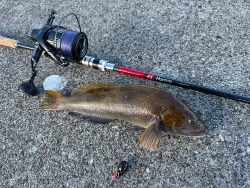 アイナメの釣果
