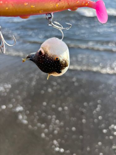 フグの釣果