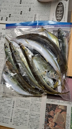 アカカマスの釣果