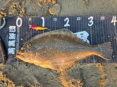 ヒラメの釣果