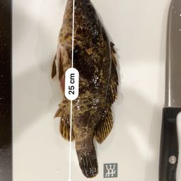 タケノコメバル