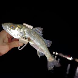 セイゴ（マルスズキ）