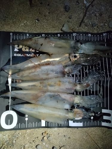 三陸海岸（岩手）