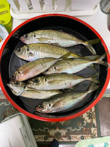 アジの釣果