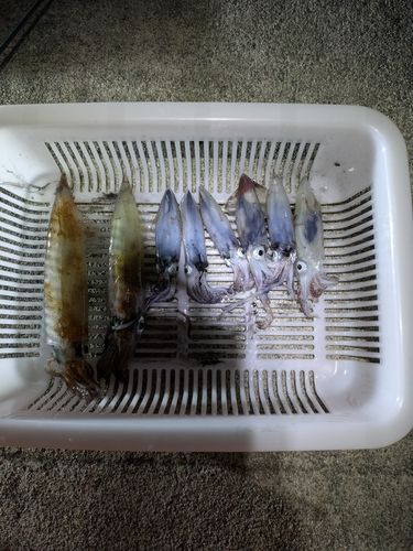 イカの釣果
