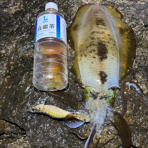 イカの釣果