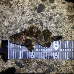 タケノコメバルの釣果