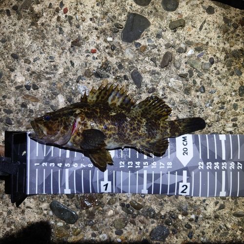 タケノコメバルの釣果