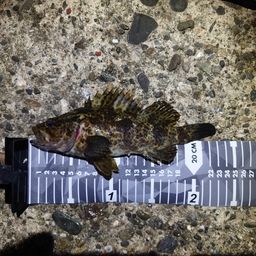 タケノコメバル