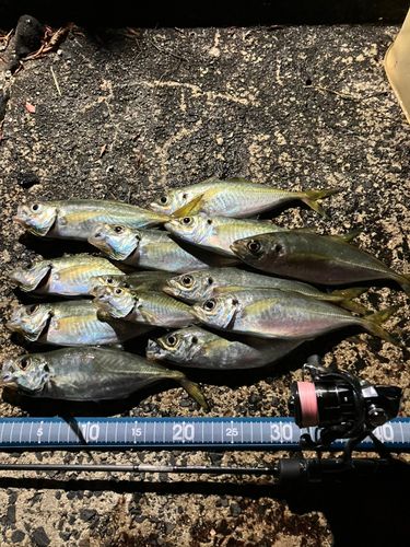 アジの釣果