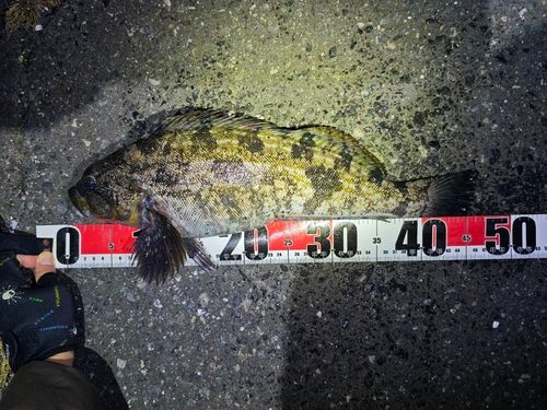 アイナメの釣果