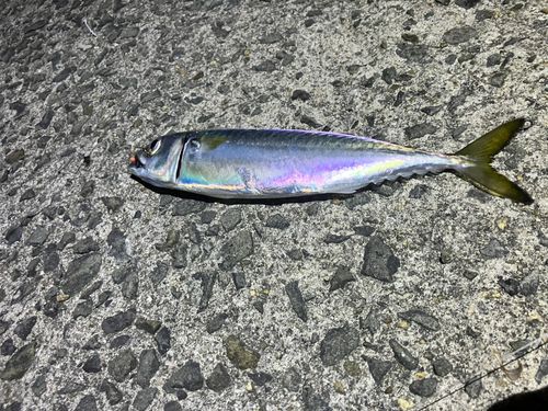 サバの釣果