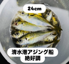 アジの釣果