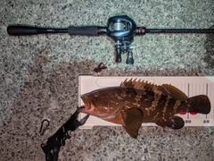 キジハタの釣果