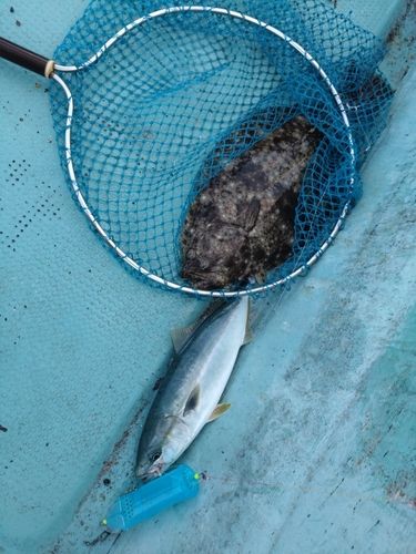 ヒラメの釣果
