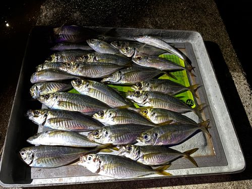 アジの釣果