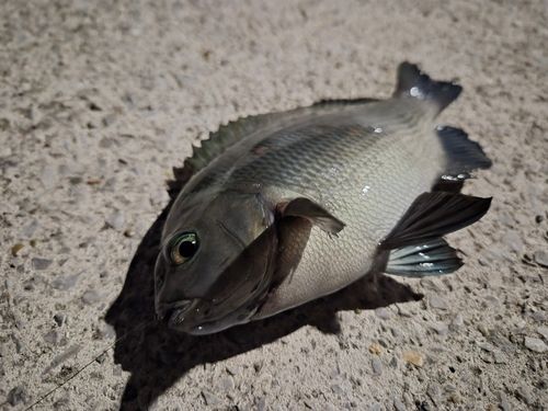 金沢水際線緑地（福浦岸壁）