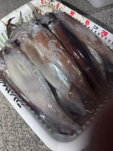 スルメイカの釣果