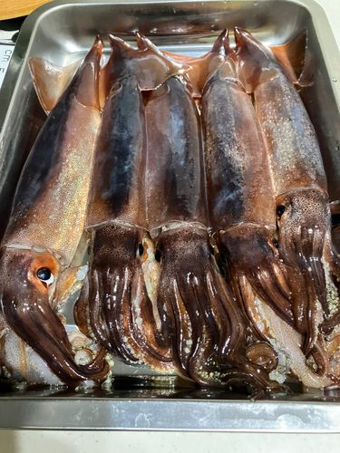 三陸海岸（岩手）