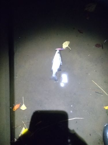 セイゴ（マルスズキ）の釣果