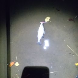 セイゴ（マルスズキ）