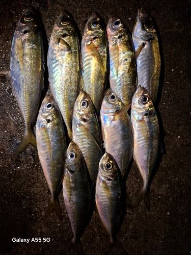 アジの釣果