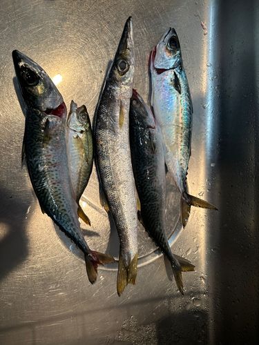 カマスの釣果