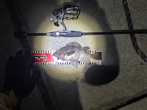 シロメバルの釣果