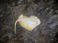 アカエイの釣果