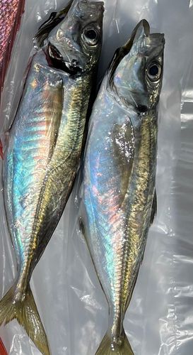 知多半島野池群