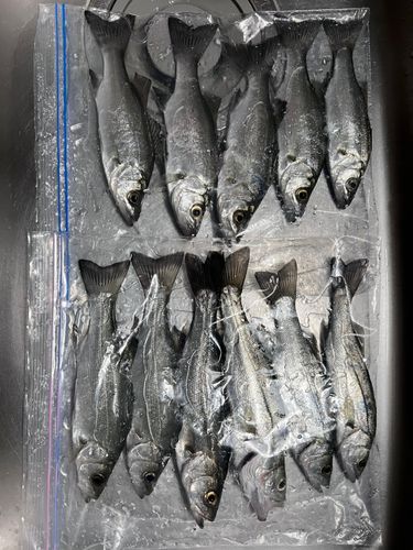 セイゴ（ヒラスズキ）の釣果